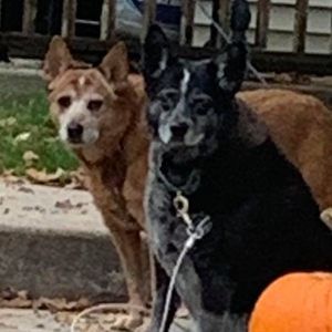 Meet your Posher, Holly